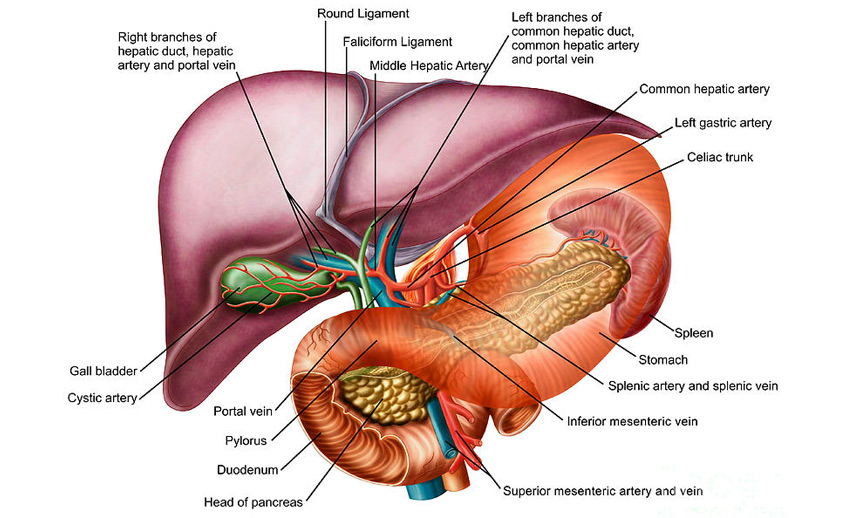 Liver Disorders diagram Orlando Gastroenterology Consultants